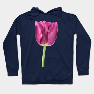 Tulipa  &#39;Showcase&#39;    Double Early Tulip Hoodie